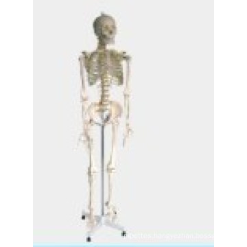 Medical/Teaching Model-Human Skeleton